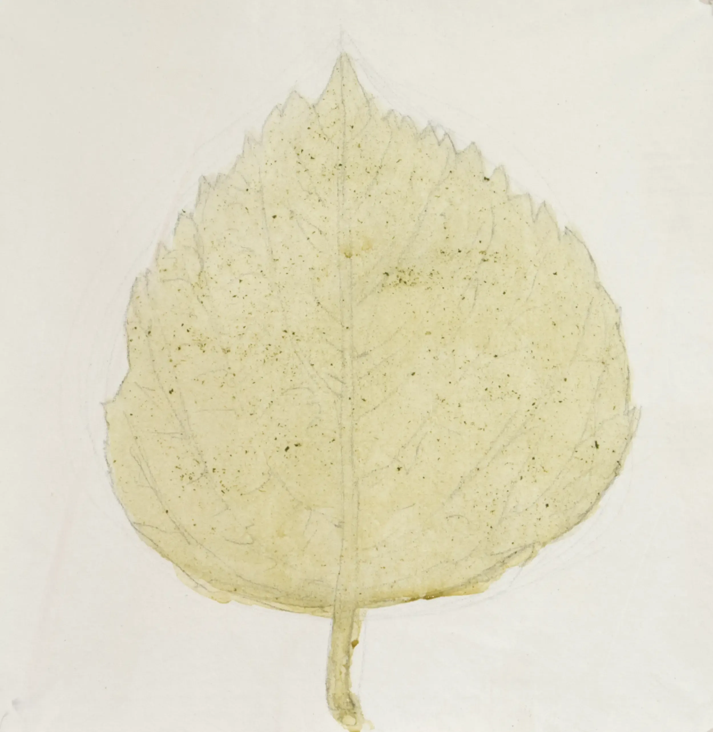 Kkaen-ip(Sesame leaf), 2022, Grinded sesame leafs, acrylic binder on canvas, 35 x 35 cm.webp