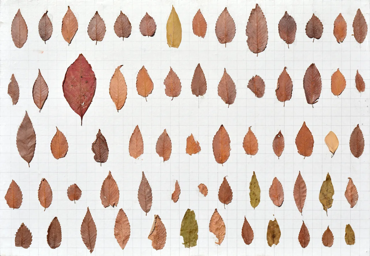 Leaf collection (나뭇잎 수집), Ryu Sung Chul, 2012.jpg
