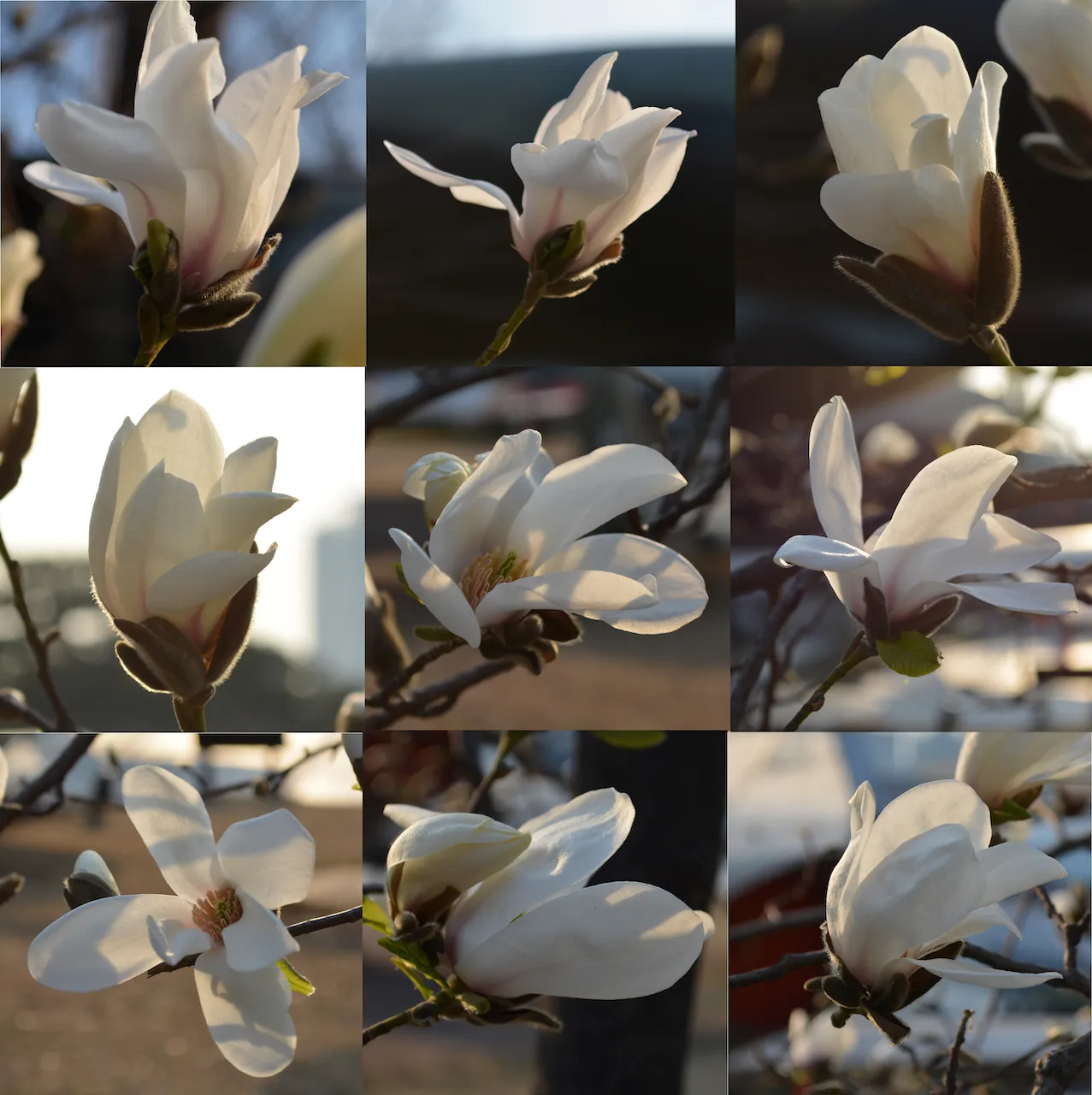 Magnolia Collection, 2016, Photo collage.jpg