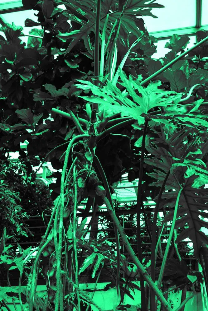 Summer garden 1, 2019, digital edited image, 6000 x 4000px.jpg