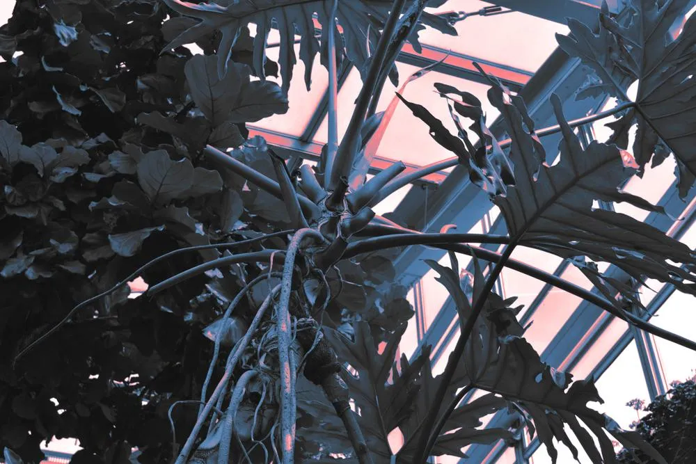 Summer garden 2, 2019, digital edited image, 6000 x 4000px.jpg