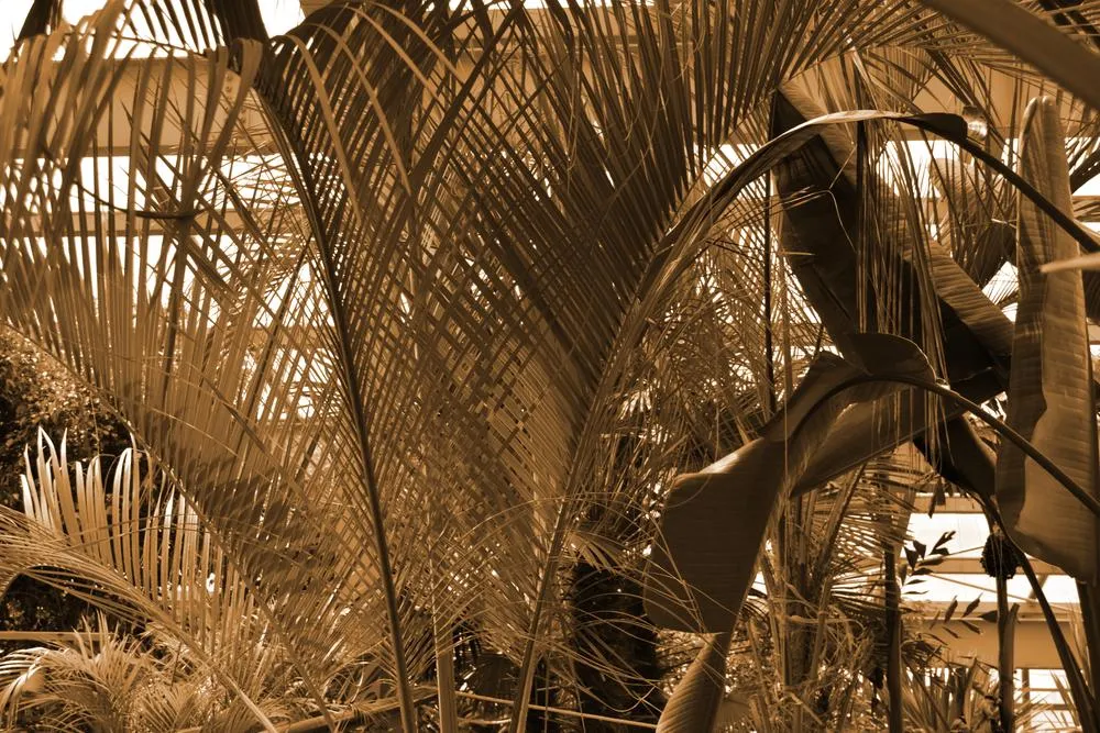 Summer garden 3, 2019, digital edited image, 6000 x 4000px.jpg