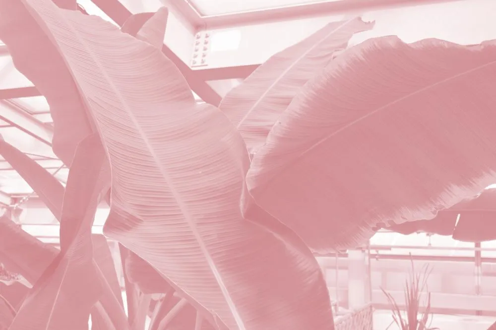 Summer garden 4, 2019, digital edited image, 6000 x 4000px.jpg