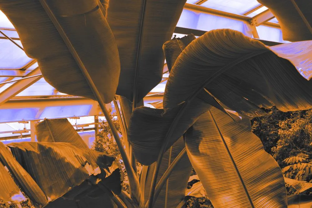 Summer garden 5, 2019, digital edited image, 6000 x 4000px.jpg