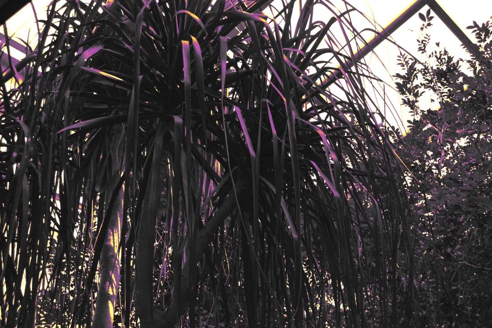 Summer garden 6, 2019, digital edited image, 6000 x 4000px.jpg